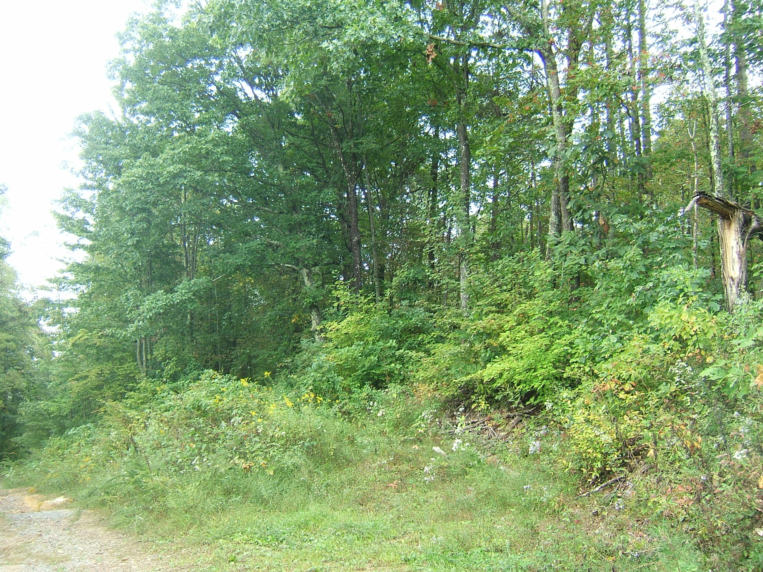 12 Sunshine Road Palmer, TN 37365 - Photo 4 of 9 Locust & Sunshine 9-28-2015 019
