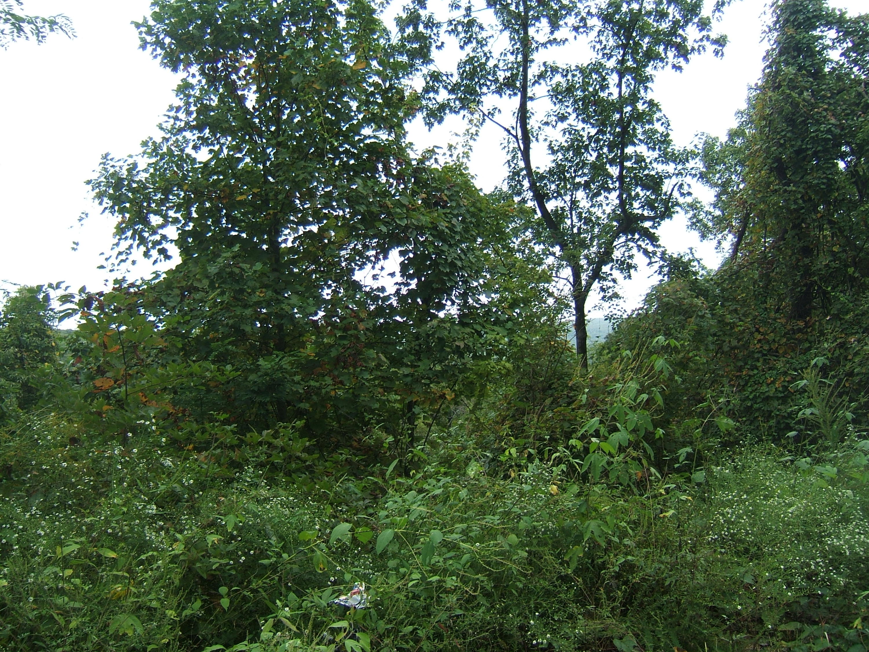 12 Sunshine Road Palmer, TN 37365 - Photo 5 of 9 Locust & Sunshine 9-28-2015 020