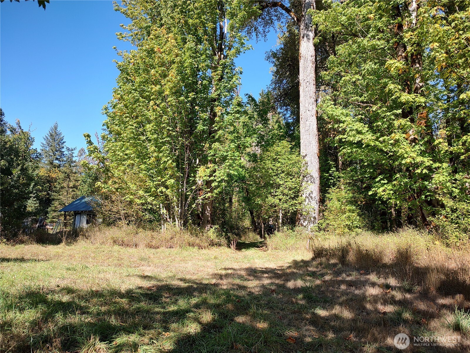 92 Cannavinna Road Carson, WA 98610 - Photo 4 of 11 a view of a yard covered with snow in between of two trees