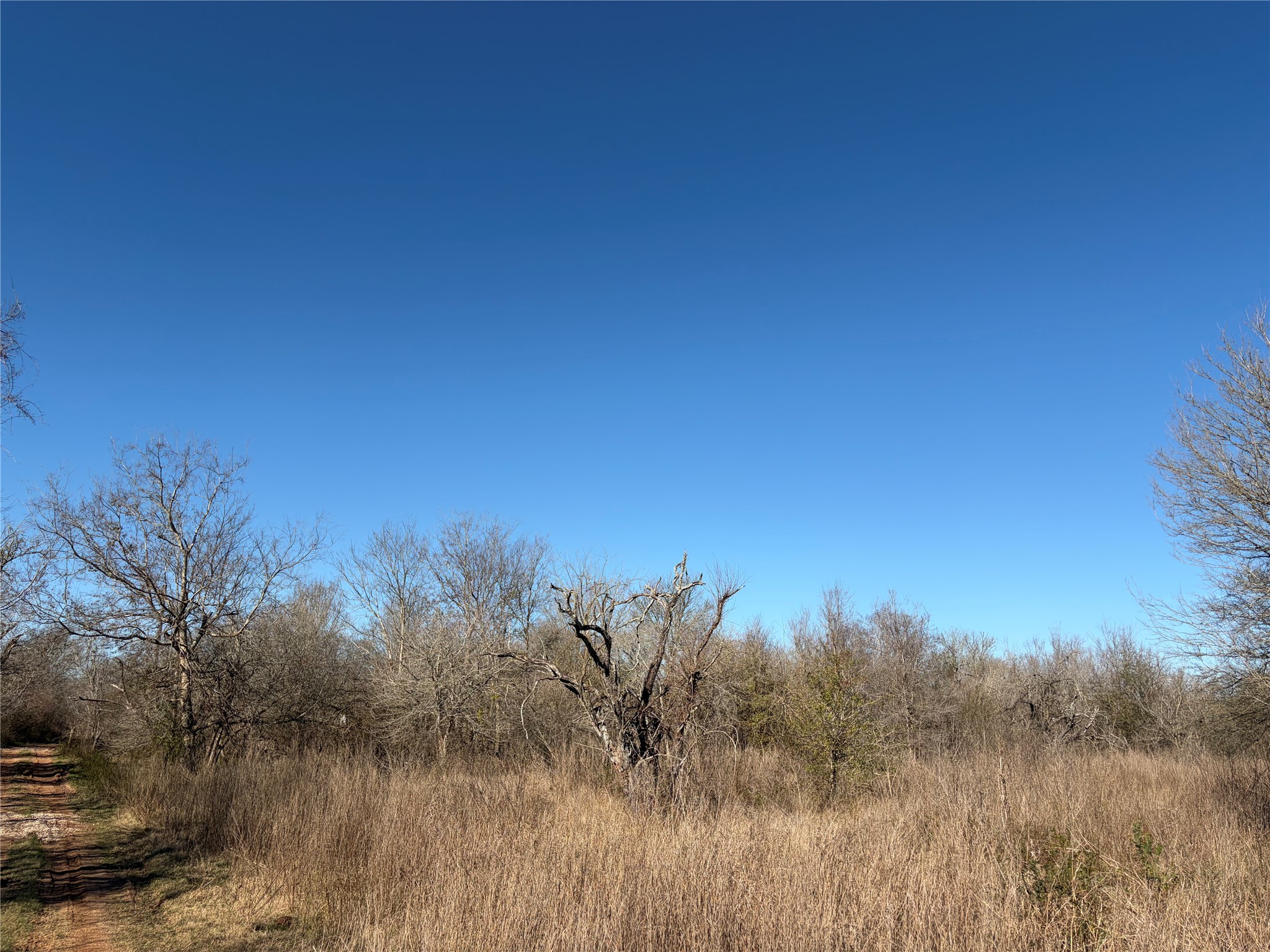 2504 Peach Ridge Road Brookshire, TX 77423 - Photo 7 of 12 a view of a yard