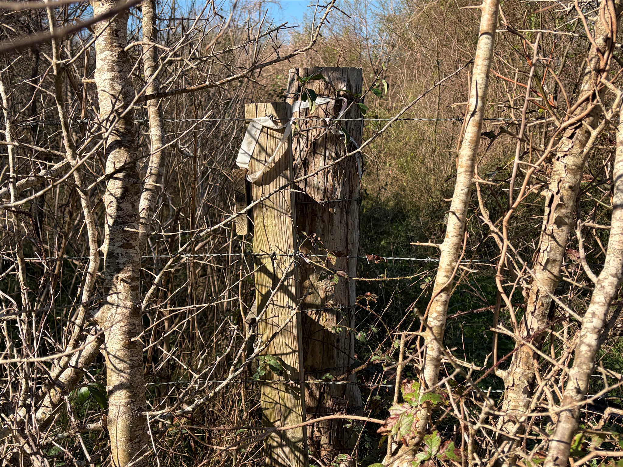 2504 Peach Ridge Road Brookshire, TX 77423 - Photo 9 of 12 a picture of a tree