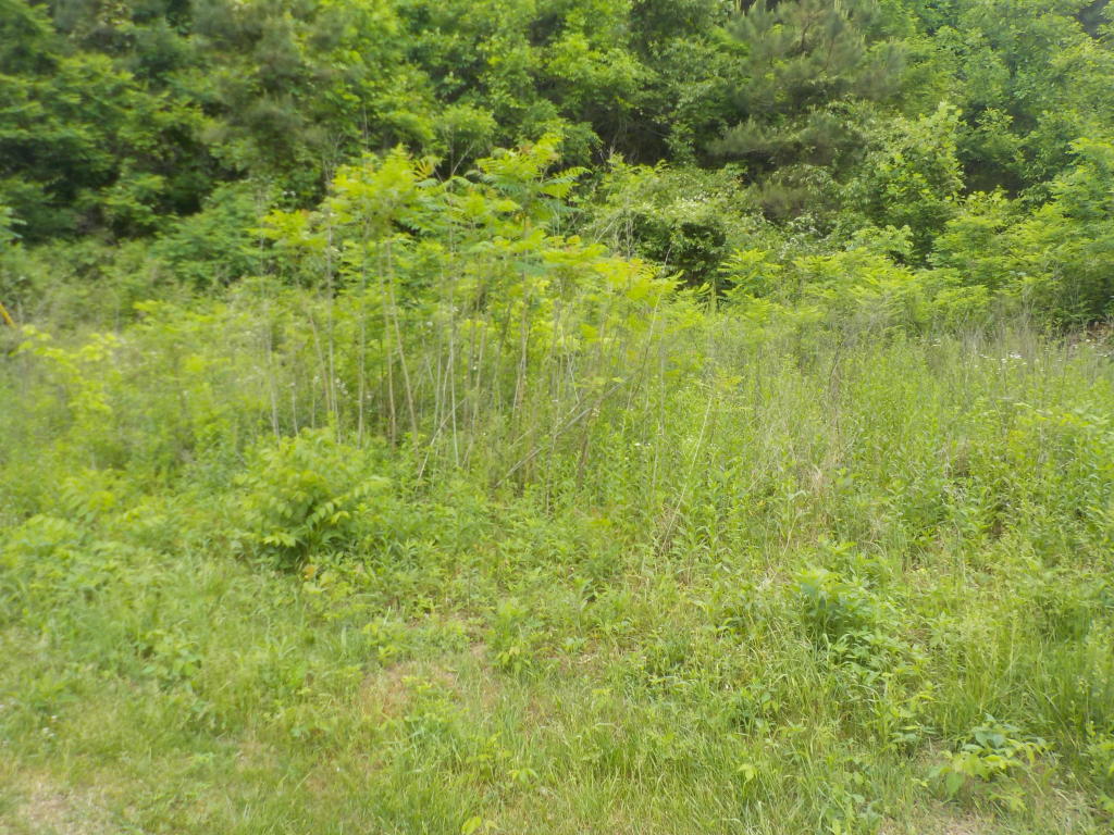 Old Springs Rd Road Maynardville, TN 37807 - Photo 3 of 8 Old Springs Rd 3