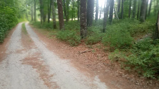 a view of a forest with trees