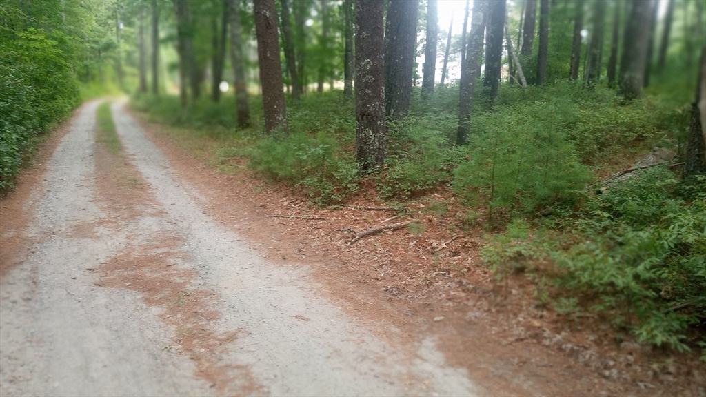a view of a forest with trees