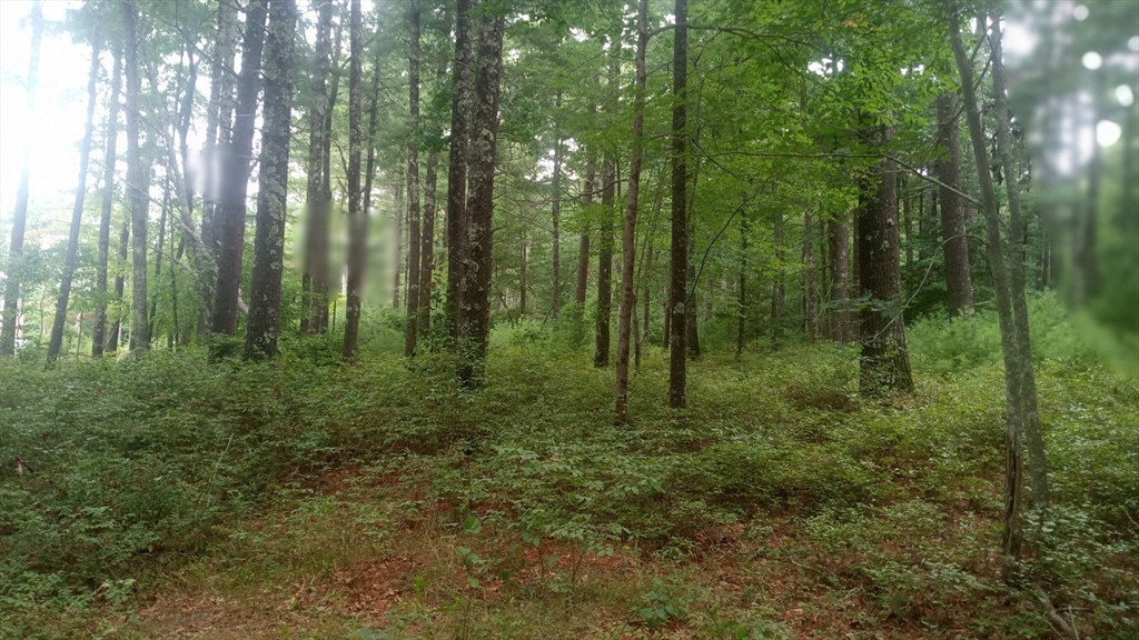 0 Cross Neck Road Marion, MA 02738 - Photo 2 of 4 a view of a lush green forest