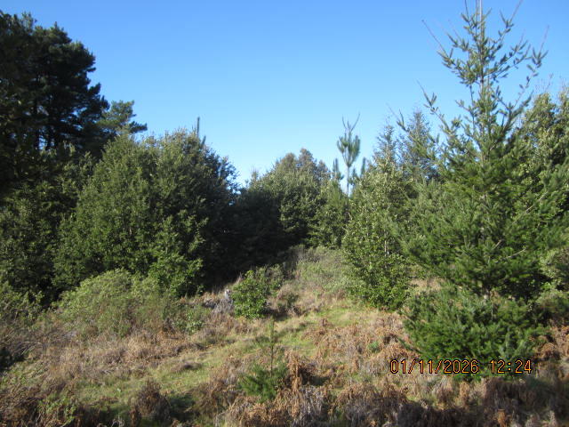 2715 Toth Road Shelter Cove, CA 95589 - Photo 24 of 27 IMG_0781
