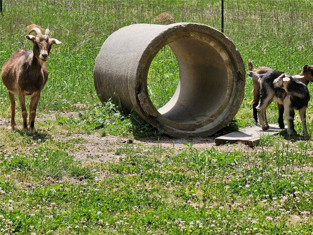 678 Wray Mine Road Buchanan, GA 30113 - Photo 3 of 49