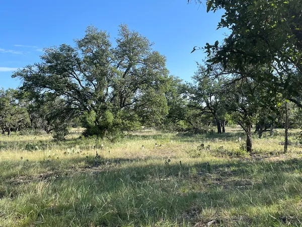 a view of a yard with plants and a tree
