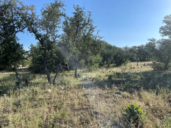 a view of a forest with trees in the background