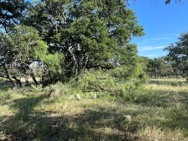 a view of a lush green forest with lawn chairs