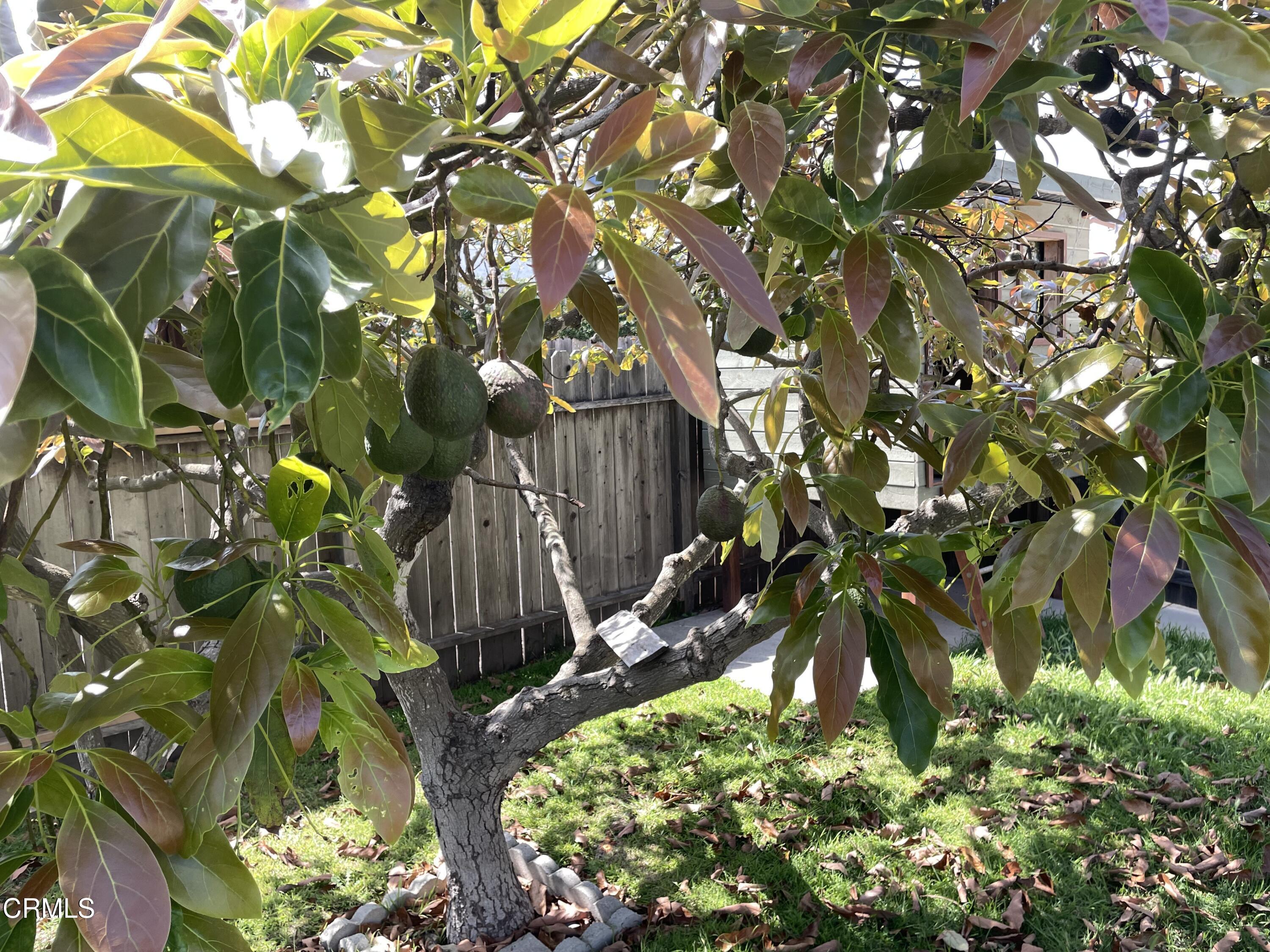 1711 Masthead Drive Oxnard, CA 93035 - Photo 20 of 28 a picture of tree