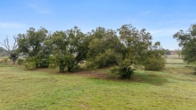 a view of a yard with a tree