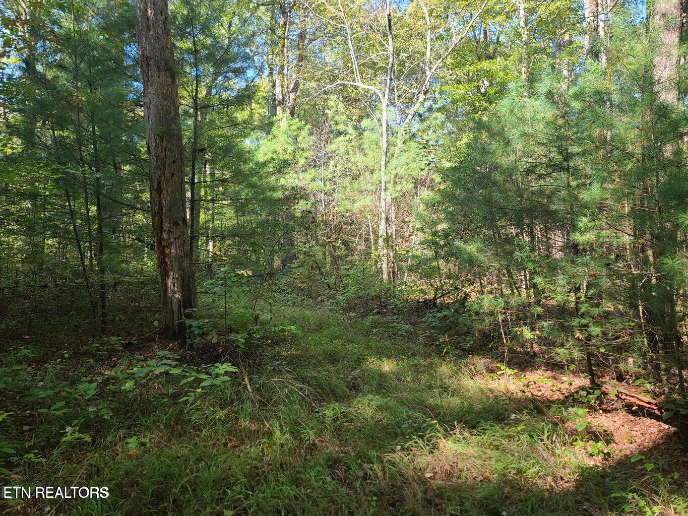 Hannah Davidson Road Sunbright, TN 37872 - Photo 3 of 3 20251113210208222018000000-o
