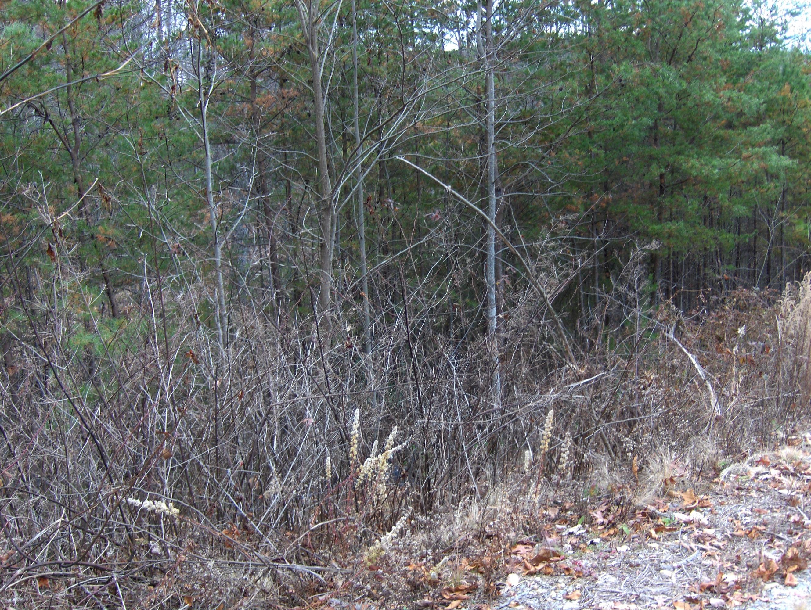 Brook View Trail Pigeon Forge, TN 37862 - Photo 3 of 6 007