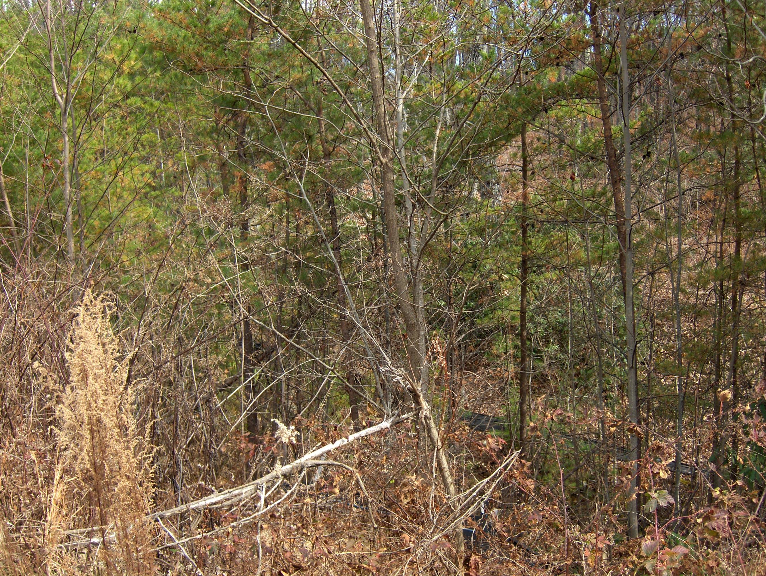 Brook View Trail Pigeon Forge, TN 37862 - Photo 4 of 6 008