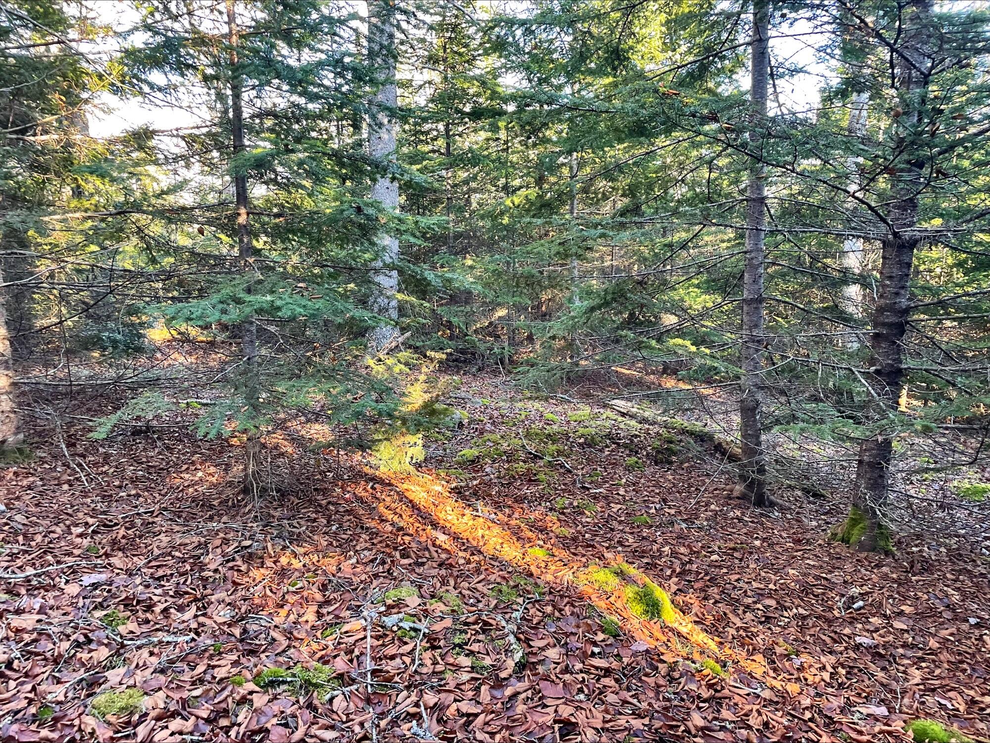 58-20 Paul Bunyan Road Corea, ME 04624 - Photo 11 of 15 processed-D8D9DB8E-EB6C-4258-858F-6BF018