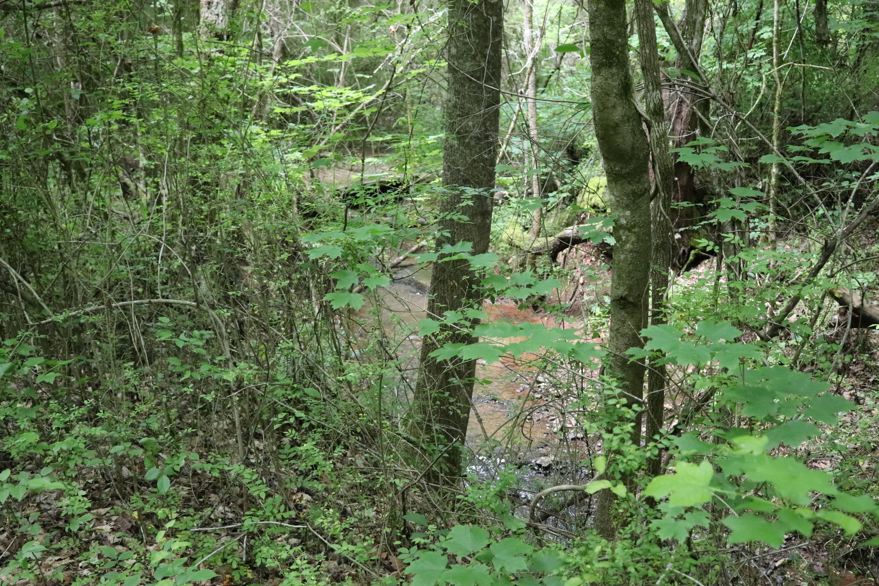 187 County Road 675 Riceville, TN 37370 - Photo 14 of 18 IMG_0625