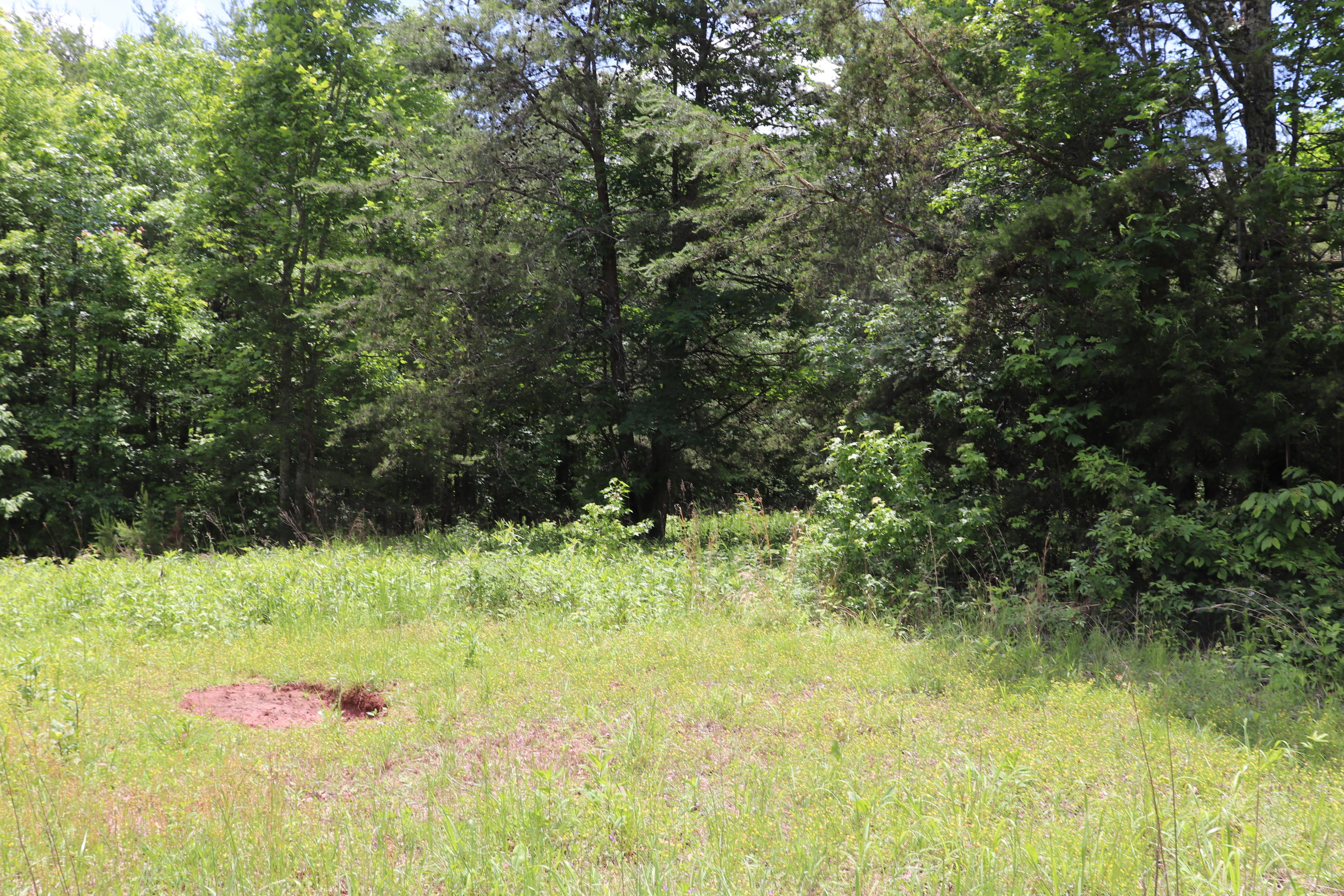 187 County Road 675 Riceville, TN 37370 - Photo 3 of 18 IMG_0648