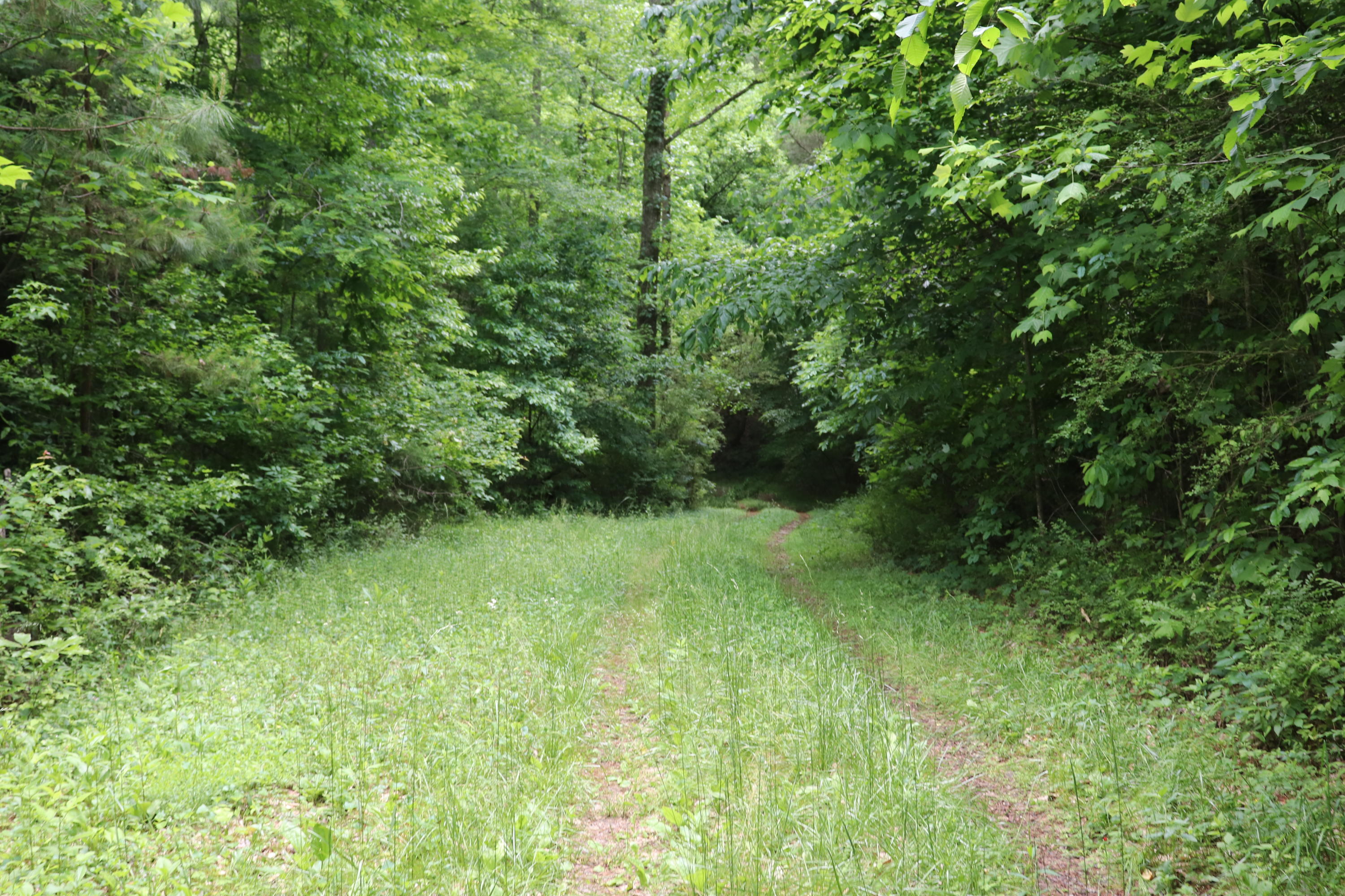 187 County Road 675 Riceville, TN 37370 - Photo 9 of 18 IMG_0619