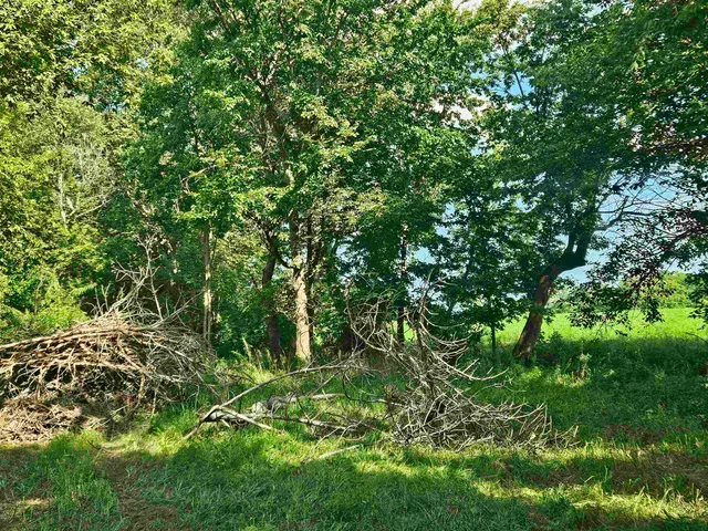 a view of a lush green forest