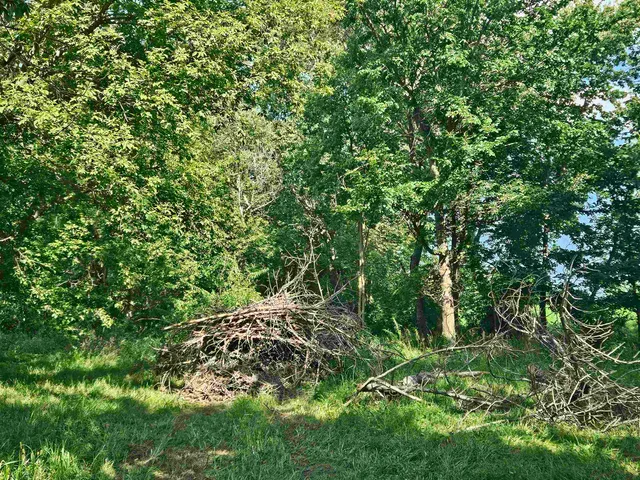 a view of a lush green forest
