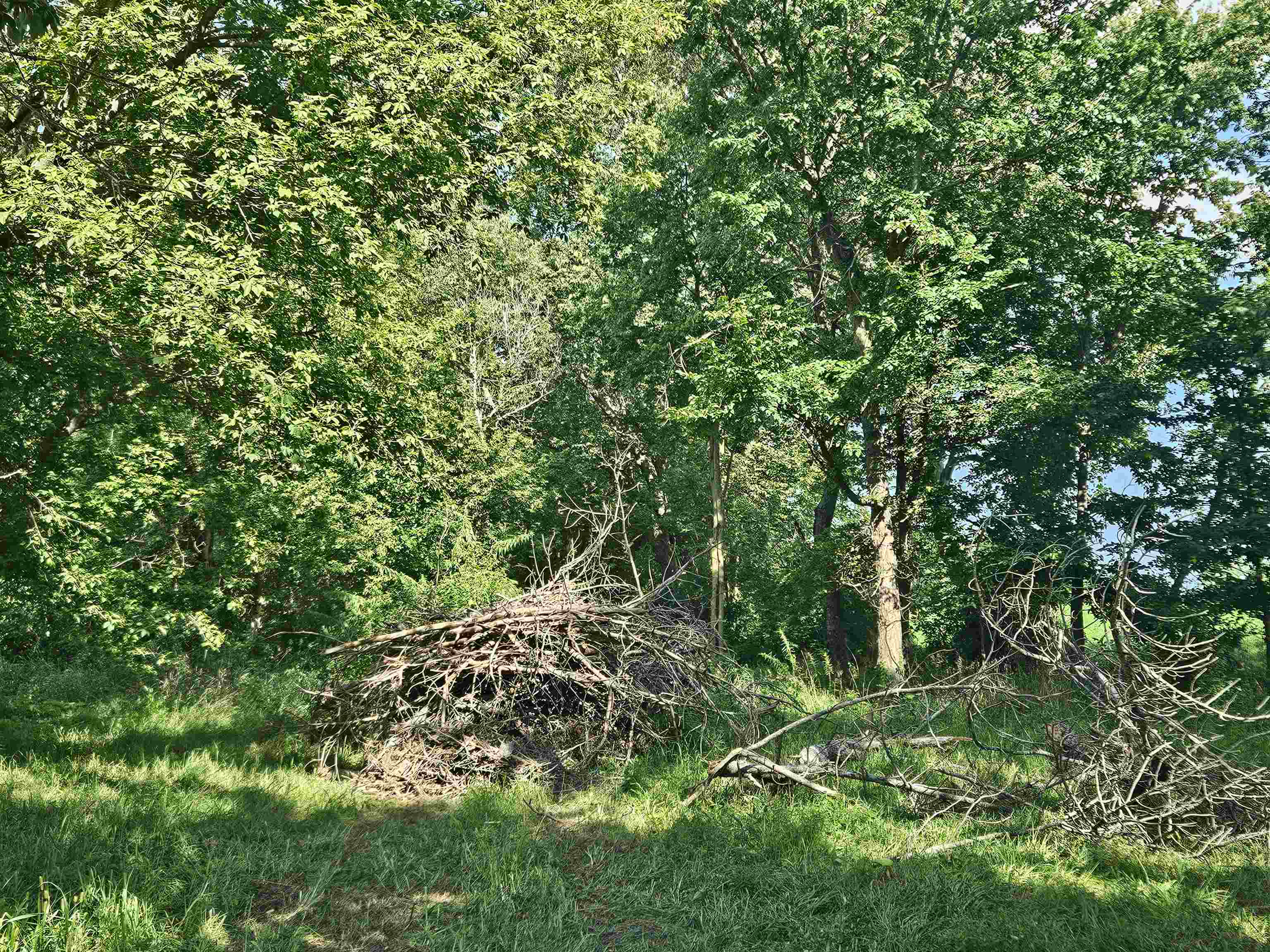 0 South Anterior Road Oregon, IL 61061 - Photo 2 of 3 a view of a lush green forest