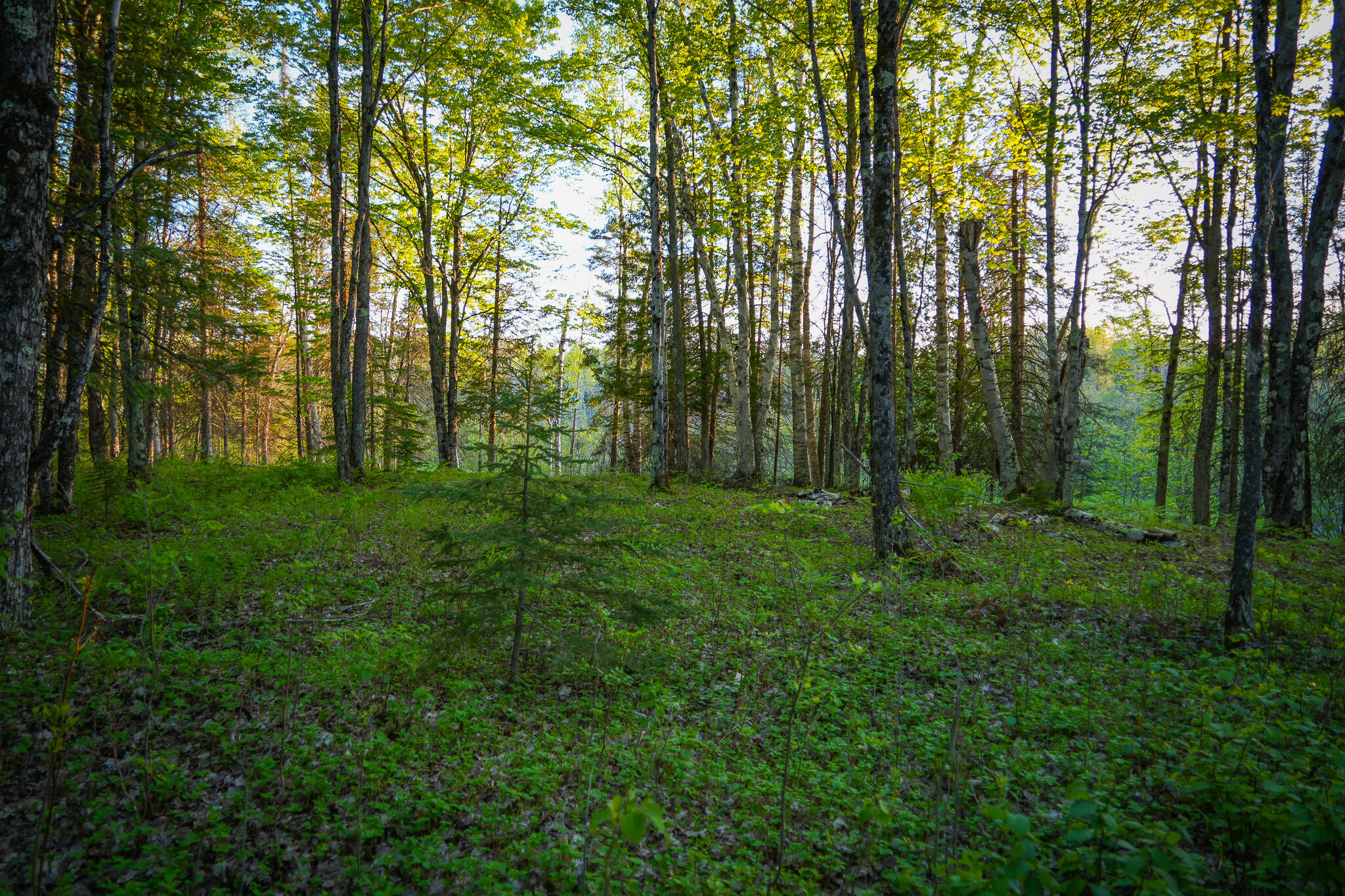 V/l V/l 33rd Road Perkins, MI 49872 - Photo 52 of 70 DSC00083