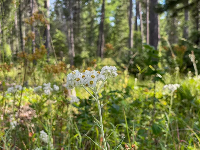 $3,750,000 | 52-xx Wagner Road, Springdale, WA 99173