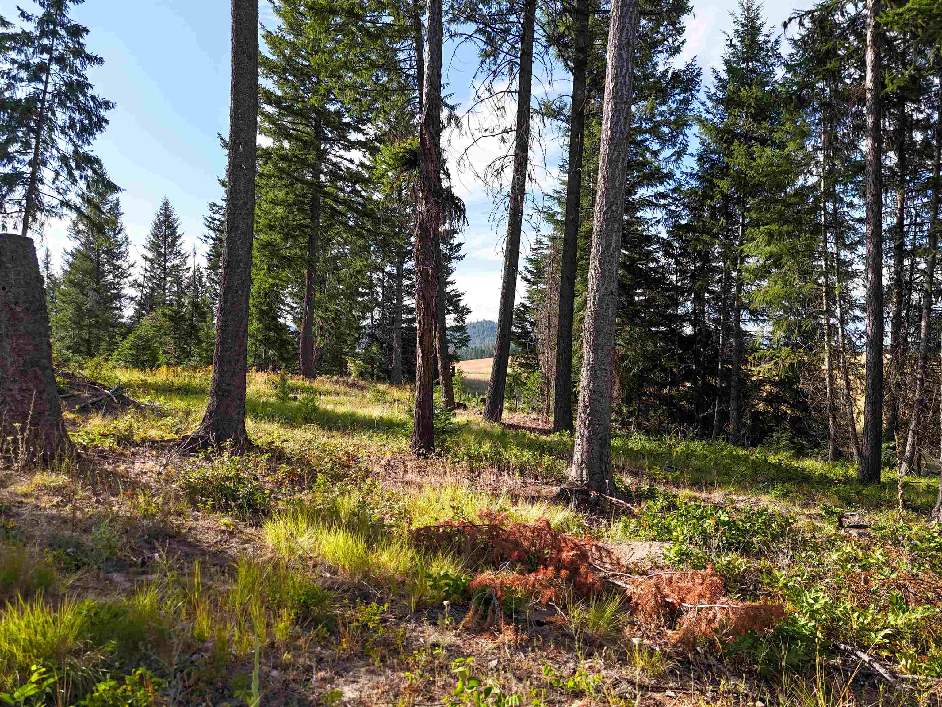 52-xx Wagner Road Springdale, WA 99173 - Photo 6 of 50