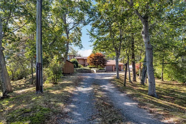 a view of a yard with plants and a large tree
