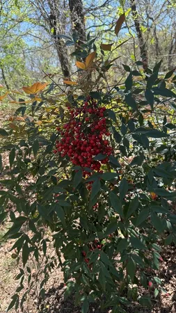 $1,239,000 | 8704 Buckner Lane, Keller, TX 76248