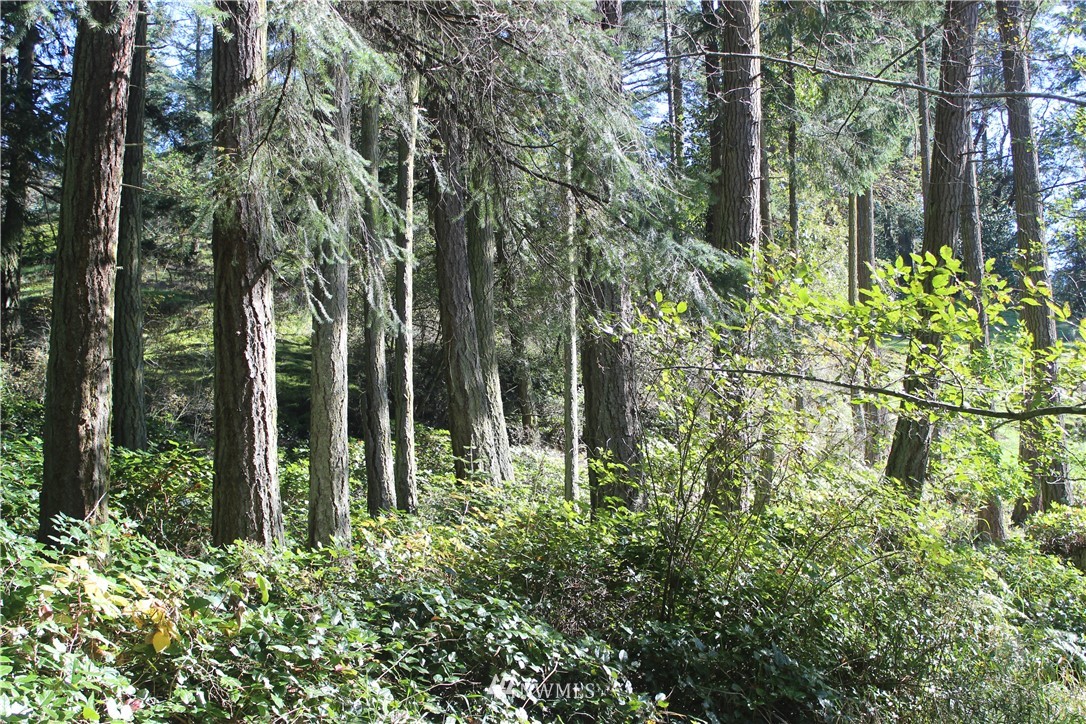 2832 Roche Harbor Road San Juan Island, WA 98250 - Photo 7 of 19 Gallery Image 7