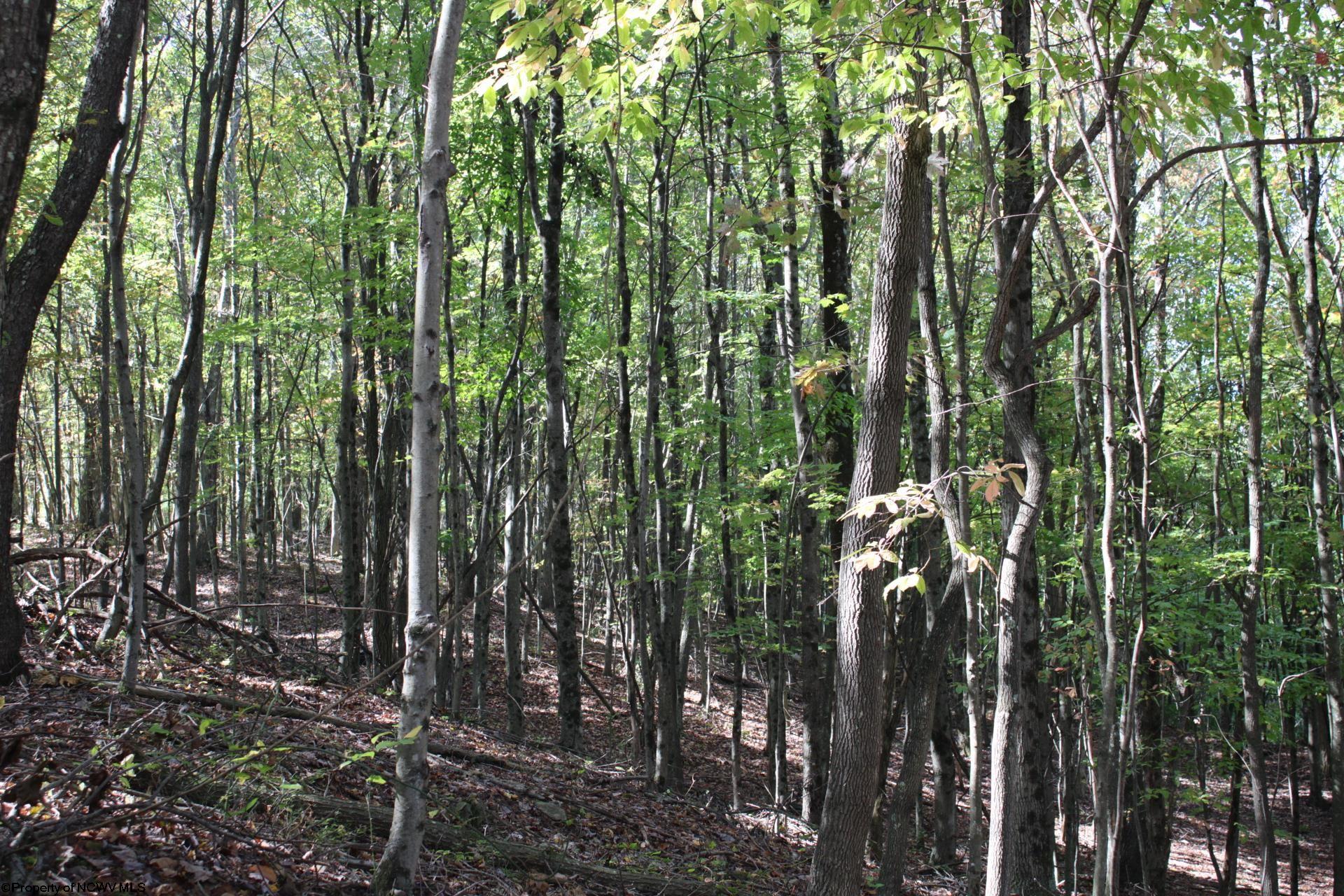 1429 Sand Bank Road Masontown, WV 26542 - Photo 19 of 23 Gallery Image 19