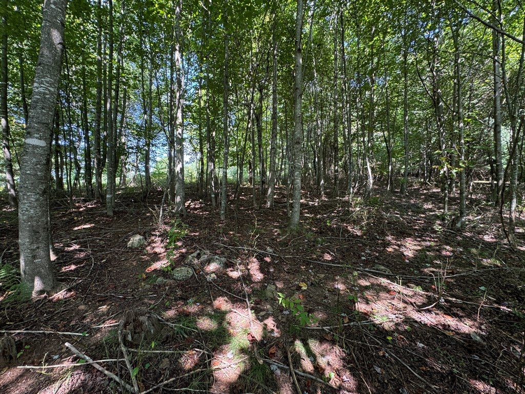 Tbd Tbd Locust Ridge Road Woodlawn, VA 24381 - Photo 4 of 5 Gallery Image 4