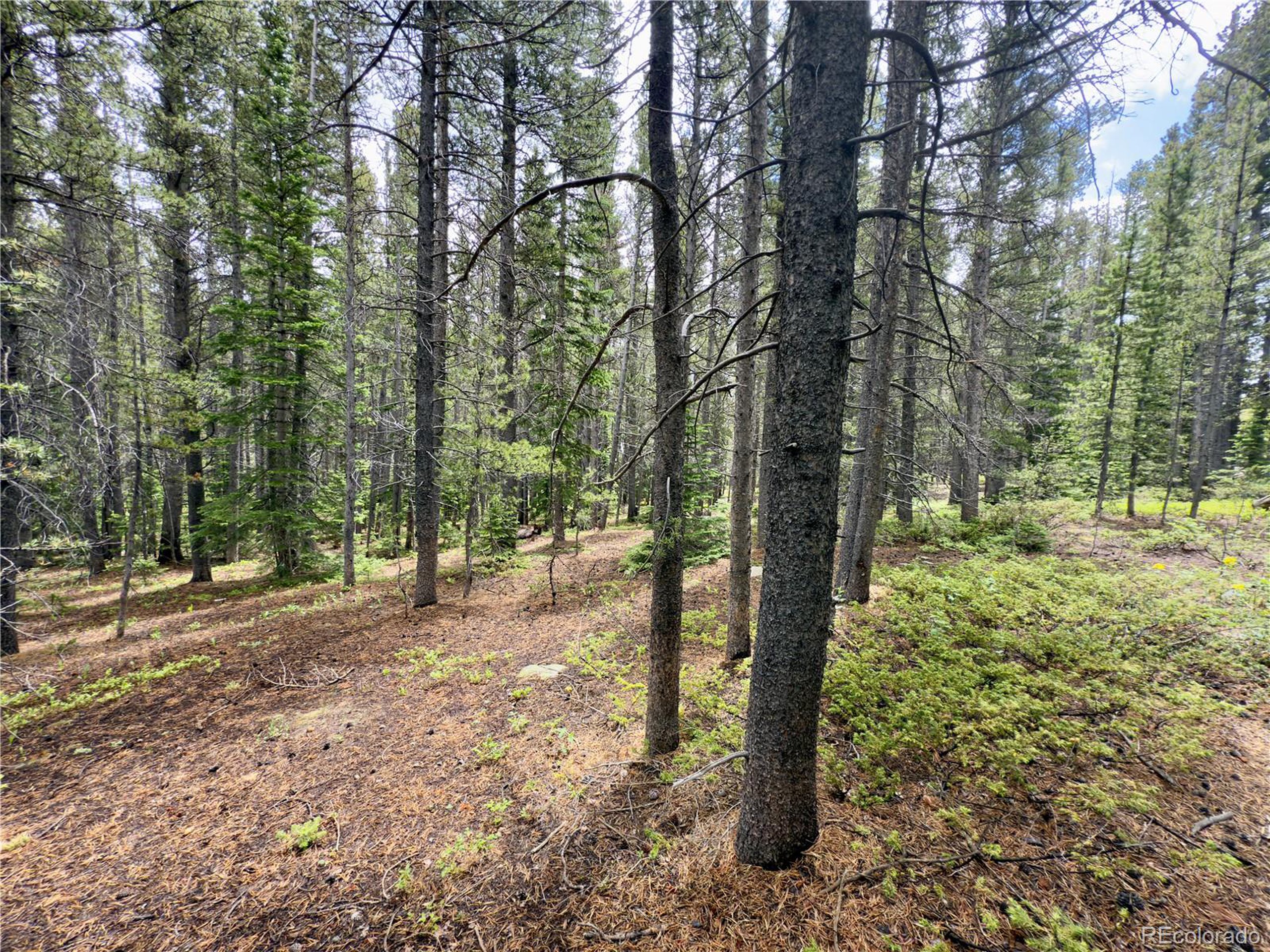 285 Lower Forest Road Idaho Springs, CO 80452 - Photo 1 of 23 a view of a forest with trees