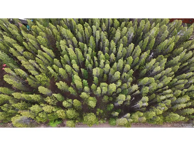 a black and white photo of a lots of trees