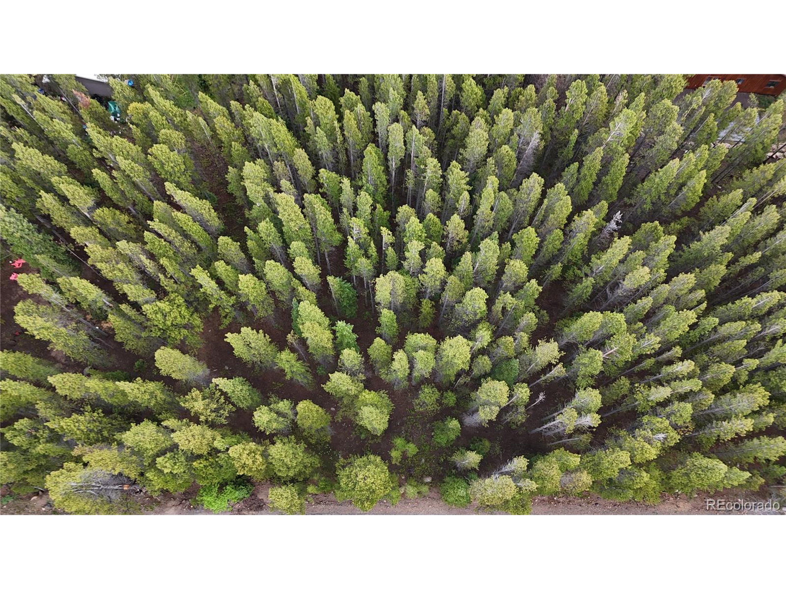 285 Lower Forest Road Idaho Springs, CO 80452 - Photo 19 of 23 a black and white photo of a lots of trees