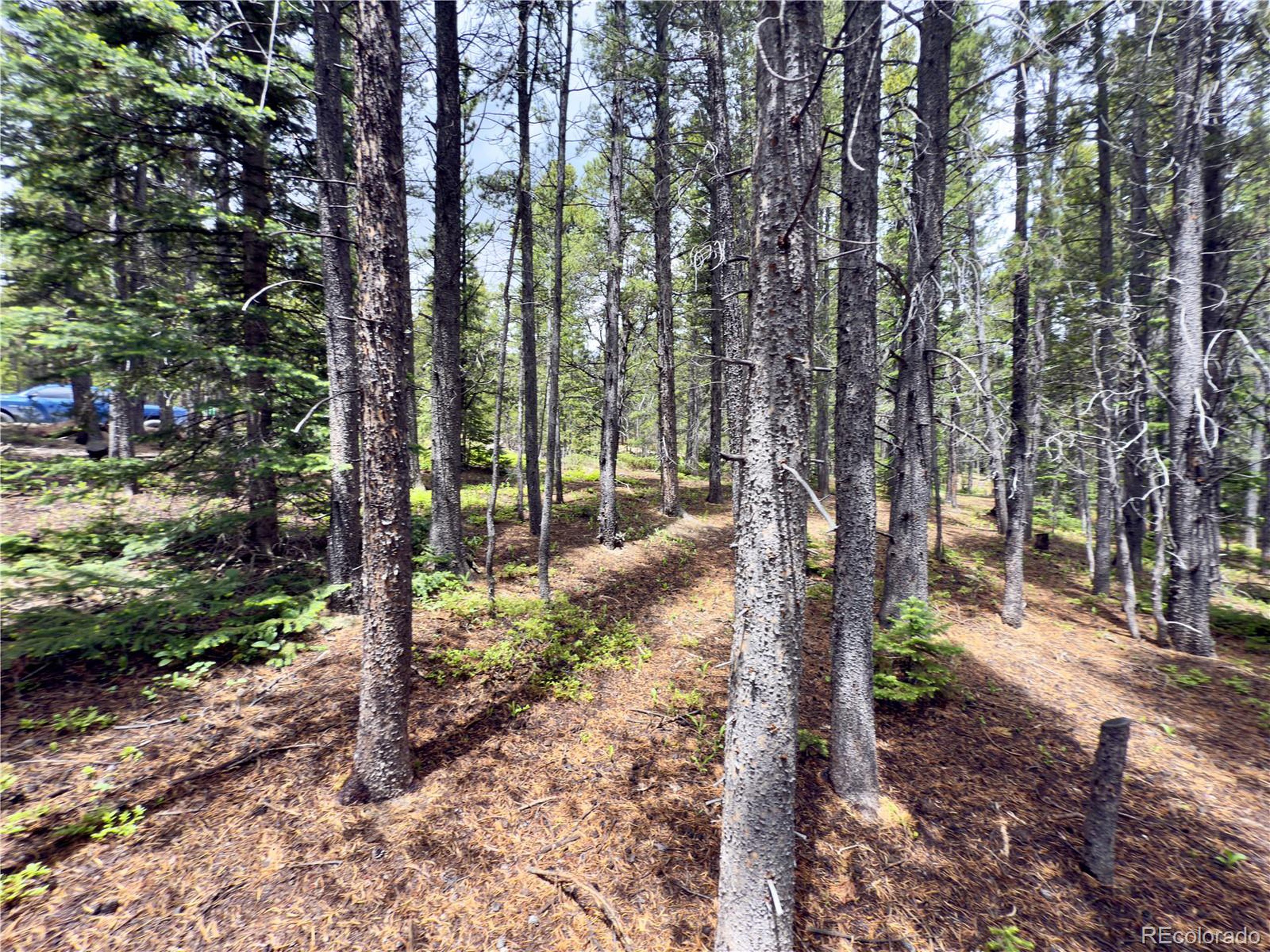 285 Lower Forest Road Idaho Springs, CO 80452 - Photo 2 of 23 a view of a forest filled with trees