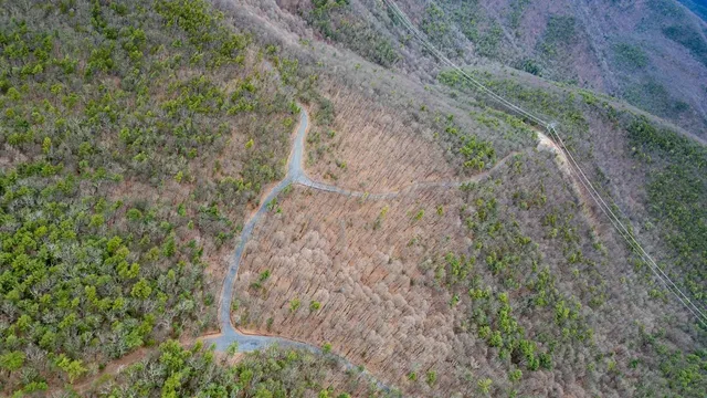a view of a forest with trees all around
