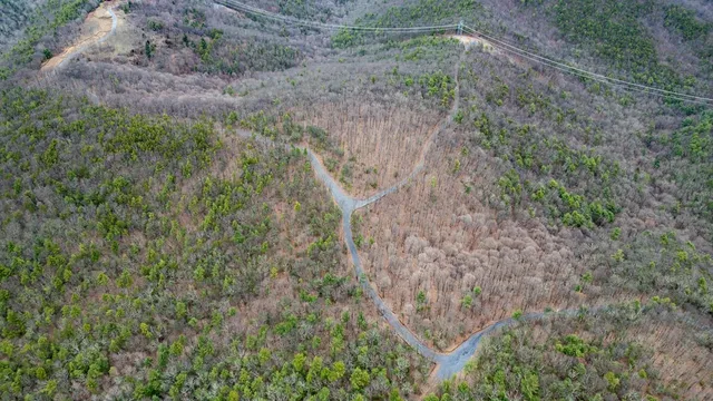 a view of a dry yard with plants and large trees