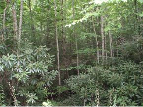 Lot # Myrtle Drive Butler, TN 37640 - Photo 1 of 1 Photo 1