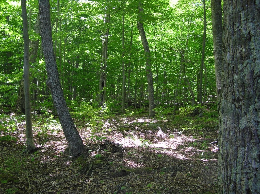 Tbd Swenson Road Washington Island, WI 54246 - Photo 7 of 9