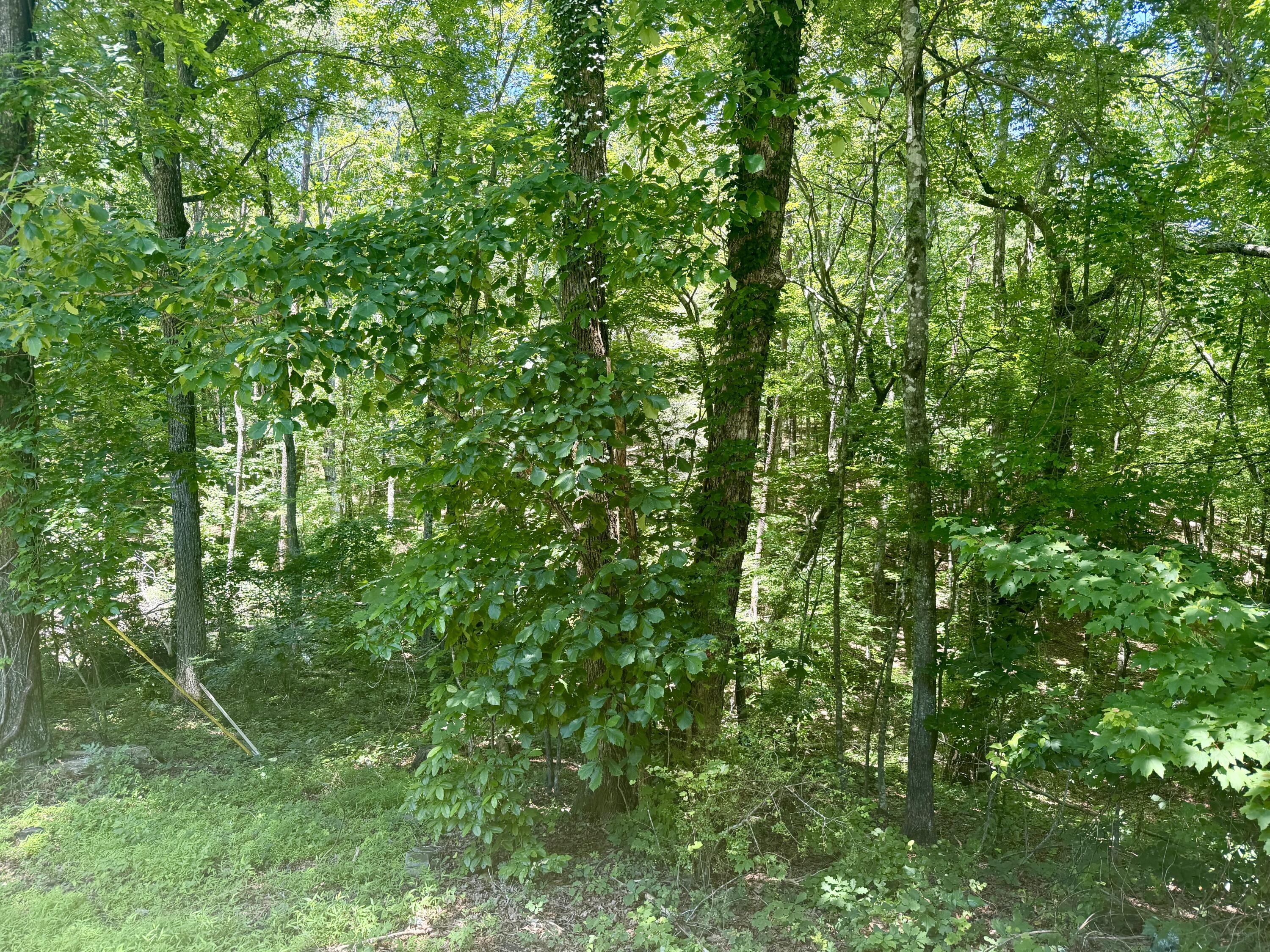8940 Big Bend Road Signal Mountain, TN 37377 - Photo 75 of 91 IMG_8593