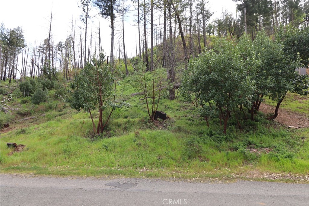 11541 Anderson Springs Road Middletown, CA 95461 - Photo 11 of 19 a view of a forest filled with trees