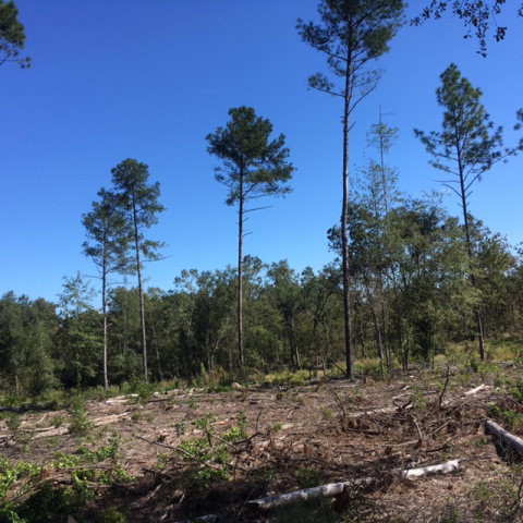 37.36-ac Butler Road Aiken, SC 29801 - Photo 7 of 7