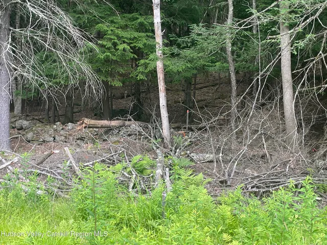 a view of a park with large trees