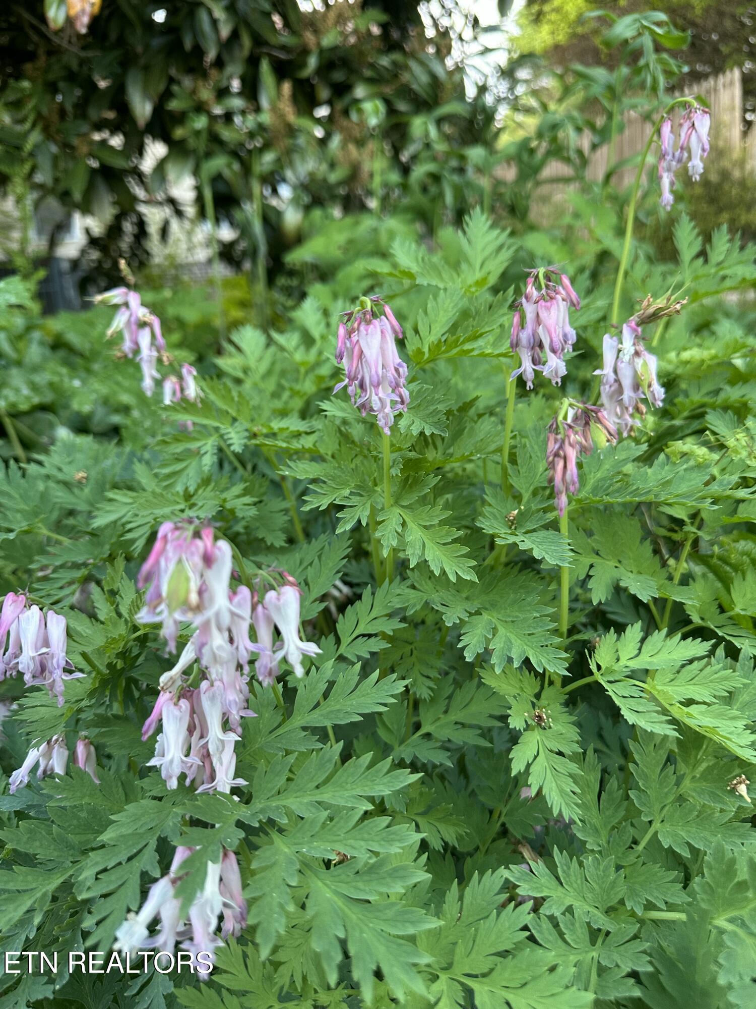 7824 Beckett Ridge Court Powell, TN 37849 - Photo 12 of 52 IMG_9228