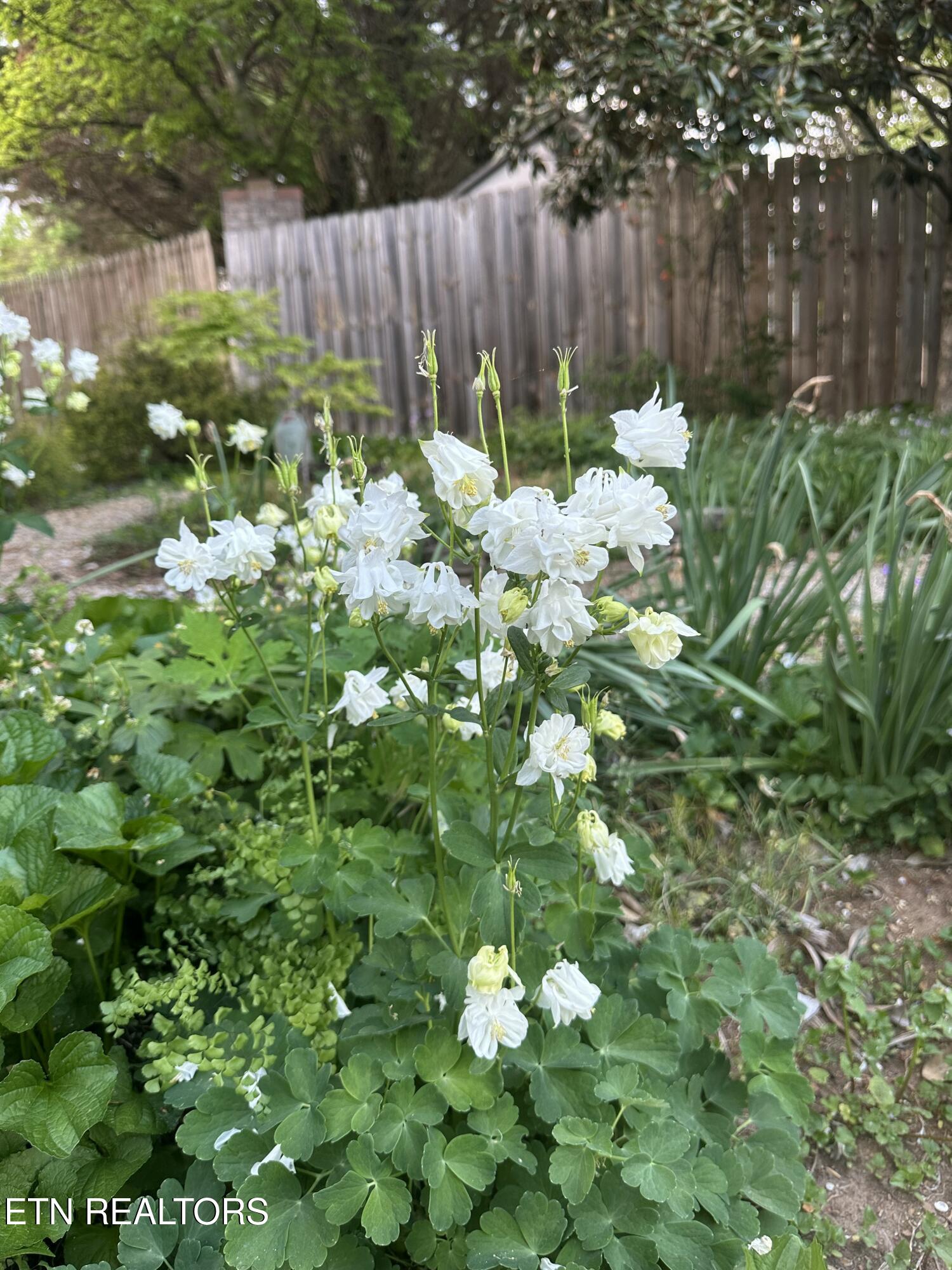 7824 Beckett Ridge Court Powell, TN 37849 - Photo 13 of 52 IMG_9227