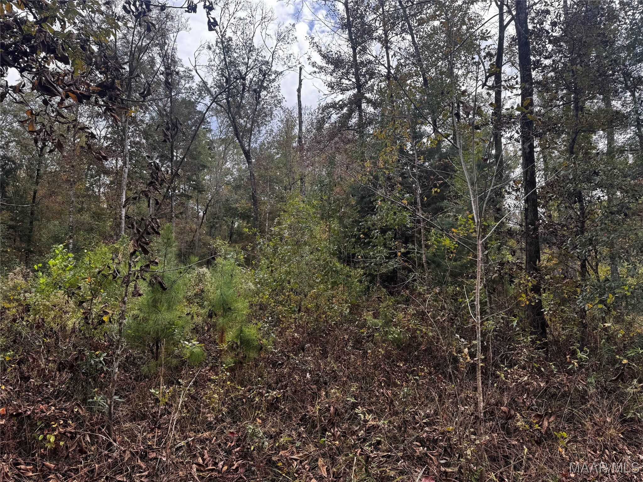 0 Coon Hop Road Hardaway, AL 36039 - Photo 39 of 67 Gallery Image 39
