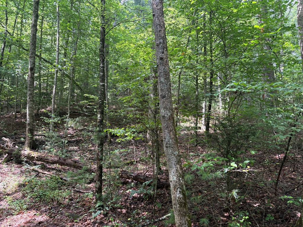 4.3-acre Northside Road Suches, GA 30572 - Photo 7 of 10 Gallery Image 7